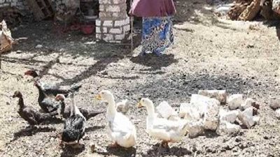 توزيع 1500 بطة على 60 سيدة معيلة بمشروع حياة كريمة ببني سويف