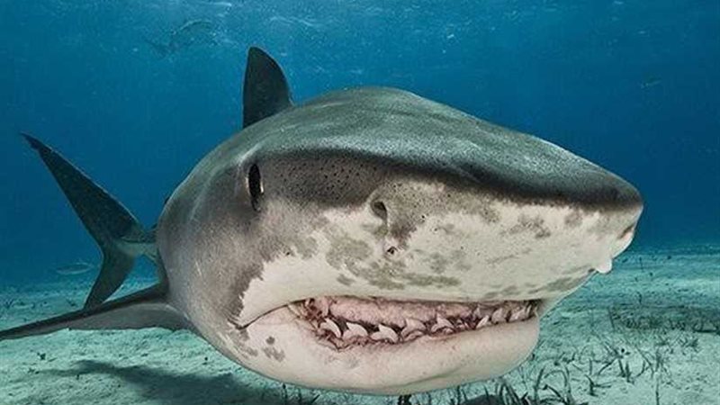 قرش النمر يلتهم ساقًا