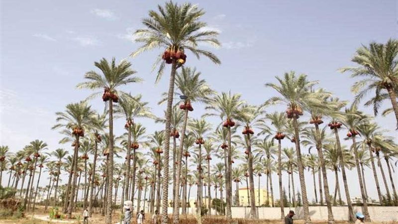 وزير الزراعة: مشروع