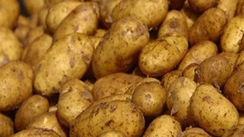 رئيس اتحاد الحاصلات