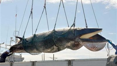 اليابان تعلن عزمها استئناف الصيد التجاري للحيتان في شهر يوليو القادم