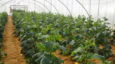 المدارس الزراعية.. ينقصها حسن الإدارة والاستثمار 