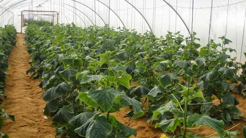 المدارس الزراعية..