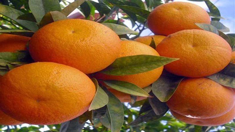 مجلس الوزراء: انتعاش