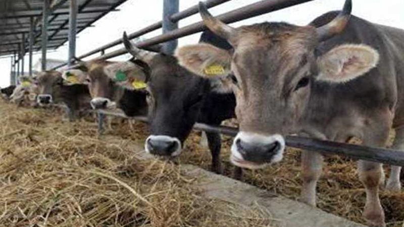 ضبط تشكيل عصابي لسرقة