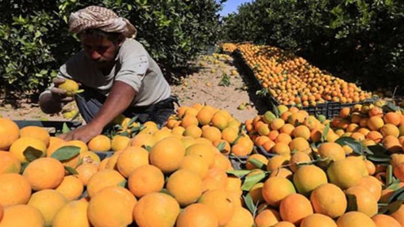 في شبرا النملة..