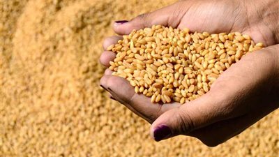 مصر تشتري 415 ألف طن قمح روسي