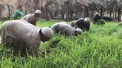 زراعة البحيرة تكافح قوارض المحاصيل الشتوية