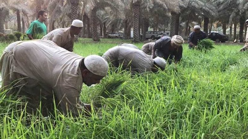 زراعة البحيرة تكافح