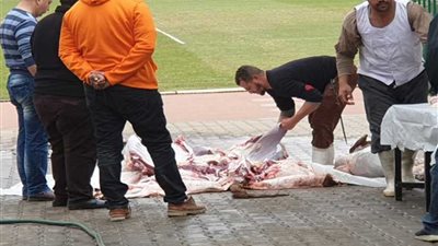 الأهلي يفك نحس إصابة اللاعبين بذبح عجل قبل مران اليوم (صور)