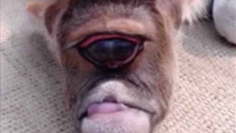 بقرة تلد عجلاً بعين