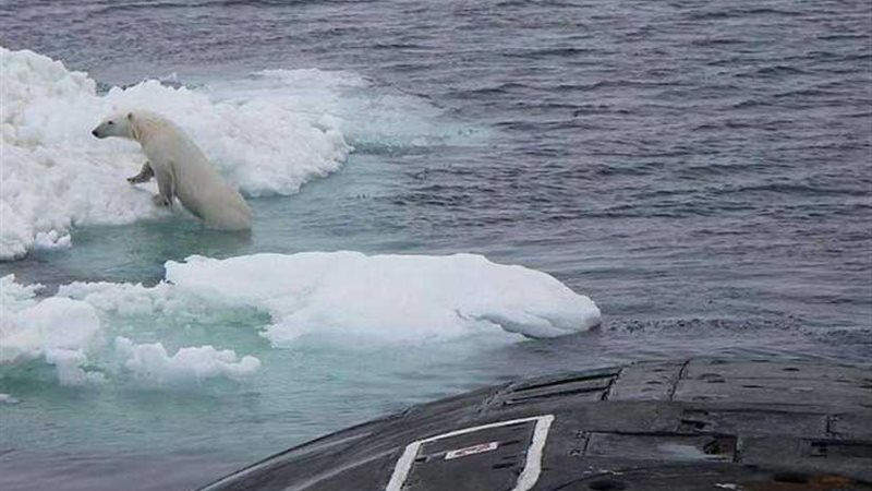 دب يقفز على غواصة