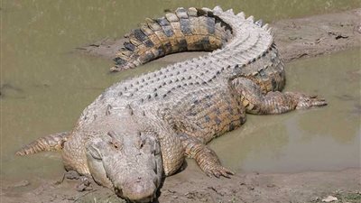 تمساح يلتهم عالمة إندونيسية في معمل أبحاث