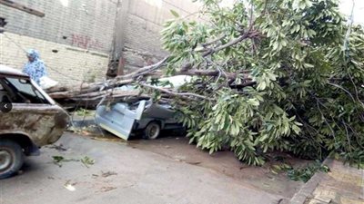 سقوط أشجار وأسوار على السيارات بالإسكندرية.. صور