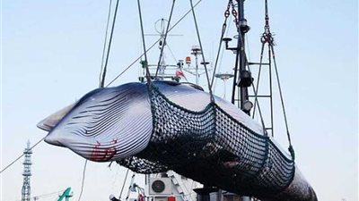 اليابان تنسحب رسميًا من اللجنة الدولية لصيد الحيتان