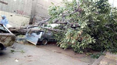 سقوط أشجار وأعمدة إنارة بسبب سوء الطقس بالدقهلية