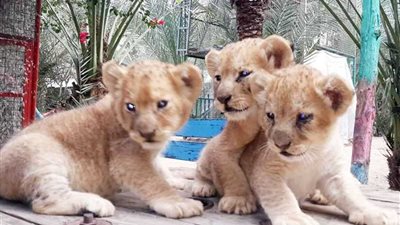 البرد يقتل 4 أشبال في حديقة حيوانات غزة.. 