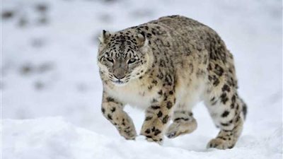 علماء البيئة: 600 كائن حي مهدد بالانقراض