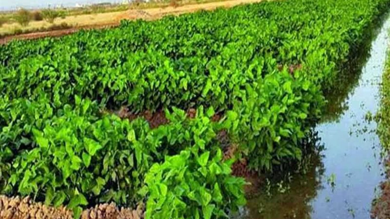 12 توصية للمزارعين