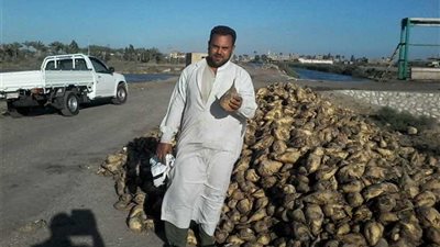 التموين: استلام محصول البنجر من المزارعين أول فبراير المقبل