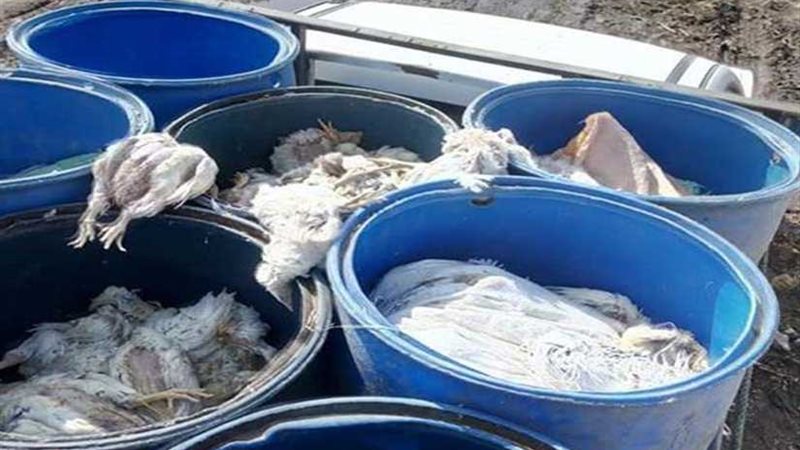 ضبط سيارة دواجن نافقة