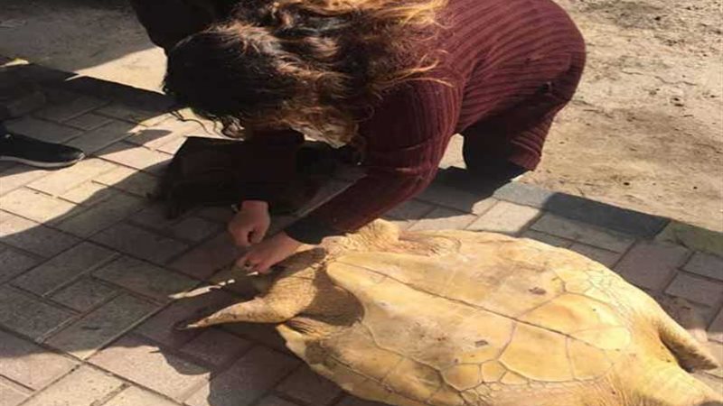 إنقاذ سلحفاة مهددة