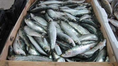 ضبط 60 طن سمك مكاريل فاسد بطوخ