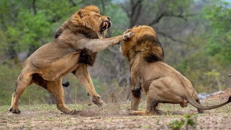 معركة بين أسدين على