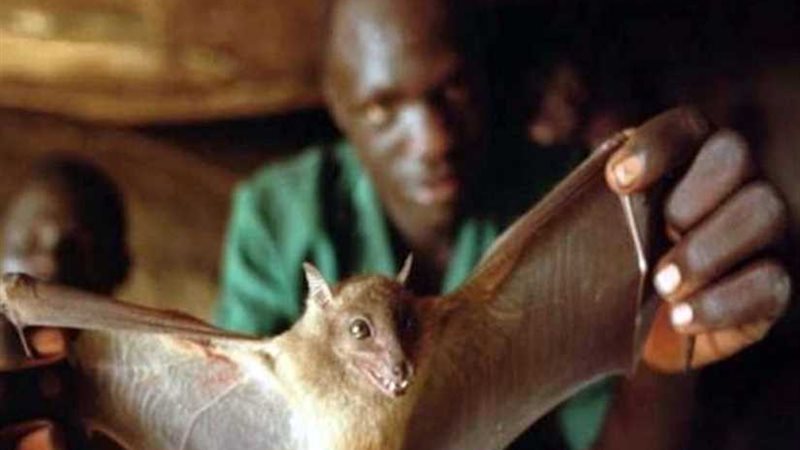 اكتشاف خفاش يحمل