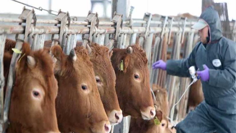 كوريا الجنوبية: إصابة