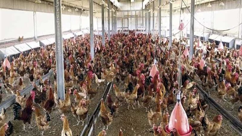 تعاون بين مصر وبلغاريا