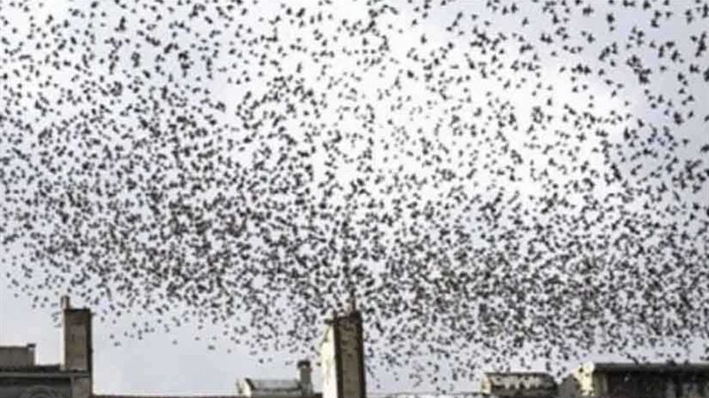 غزو الطيور يثير الذعر
