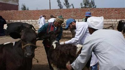 انطلاق حملة تحصين 297 ألف رأس ماشية بالغربية ضد القلاعية