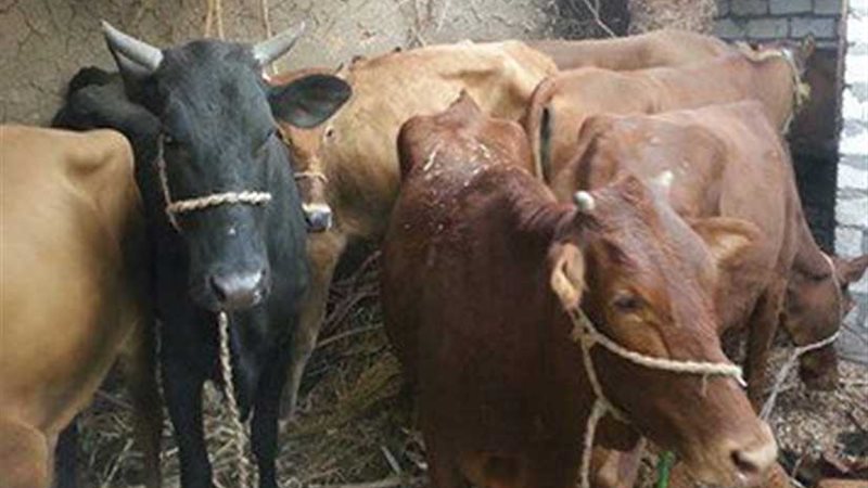 بدء حملة التحصين