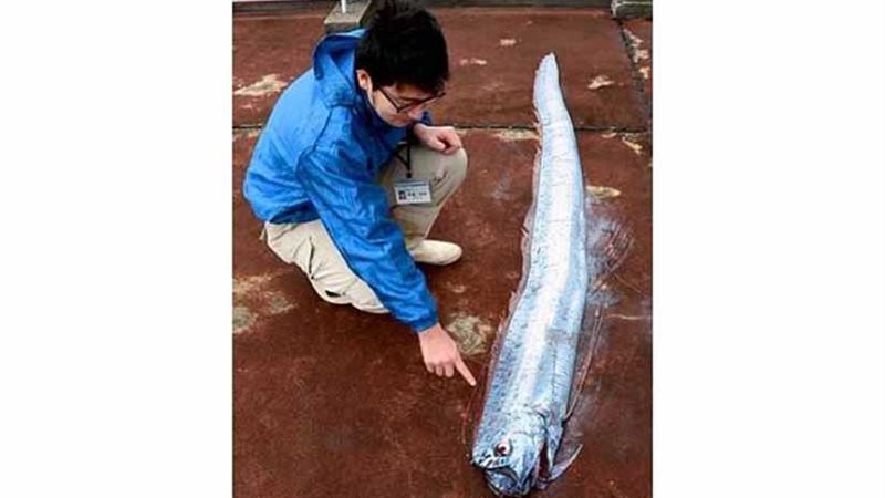 سمكة في اليابان تتنبأ