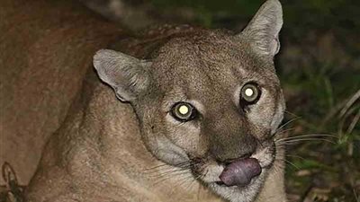 رجل يقتل أسد بيديه