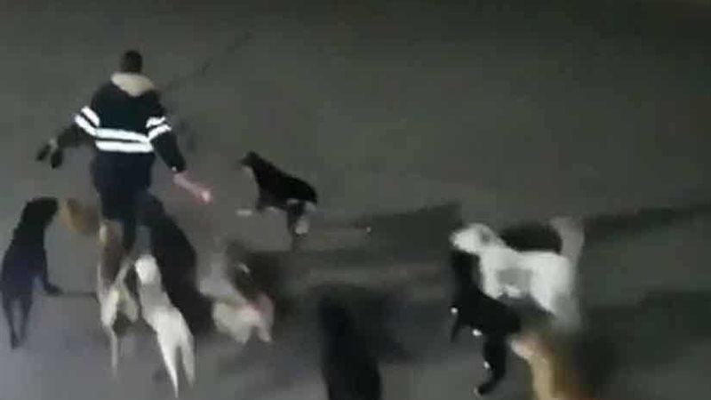 الكلاب الجائعة نهشت