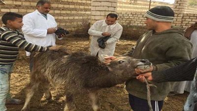 تحصين ٥٦٤٩٥ رأس ماشية في الأسبوع الأول للحملة القومية في المنيا