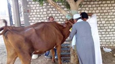 تحصين وترقيم ١٥٣ألف رأس ماشية من الحمى القلاعية والوادي المتصدع ببني سويف