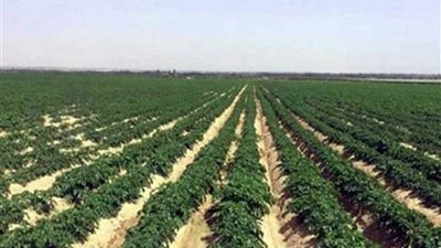 مشروع زراعي علي مساحة 125 فدانا بالوادى الجديد