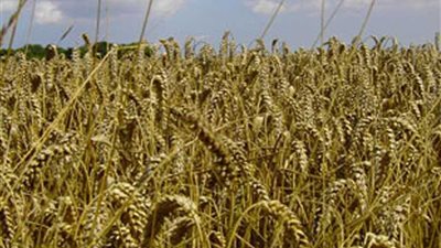 زراعة 131 ألف فدان قمح بـ”المنوفية“ هذا الموسم