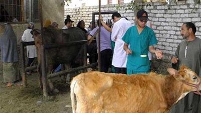 تحصين وترقيم 63 ألف رأس ماشية ببني سويف