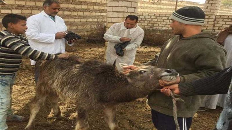 تحصين ٥٦٤٩٥ رأس ماشية