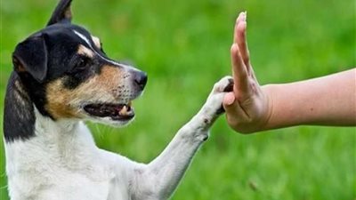 كلب ينقذ صاحبه من غيبوبته قبل فوات الأوان