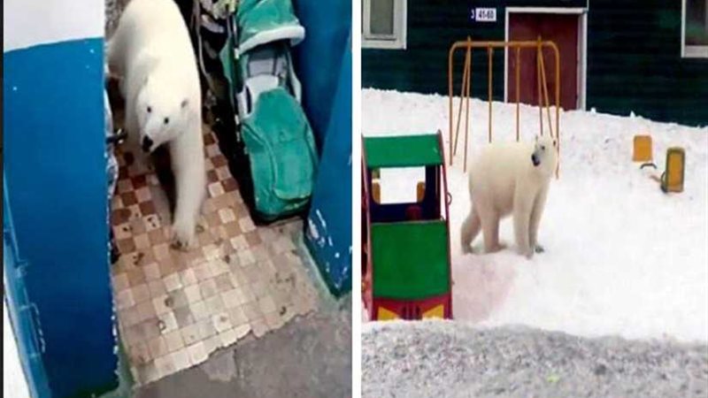 الدببة تهاجم مدينة