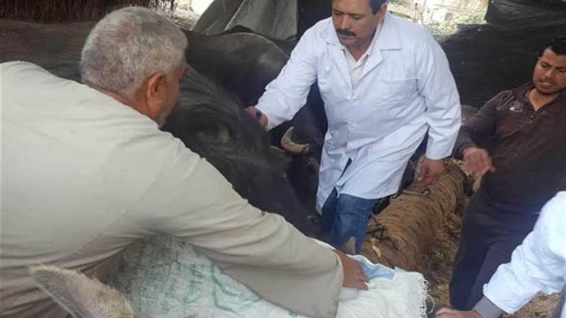 تحصين 92 ألف رأس