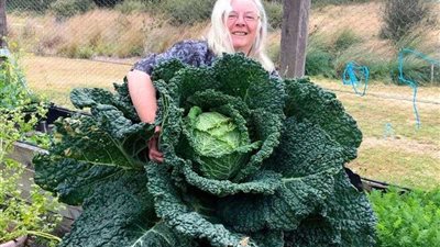 كرنبة بحجم رجل كبير