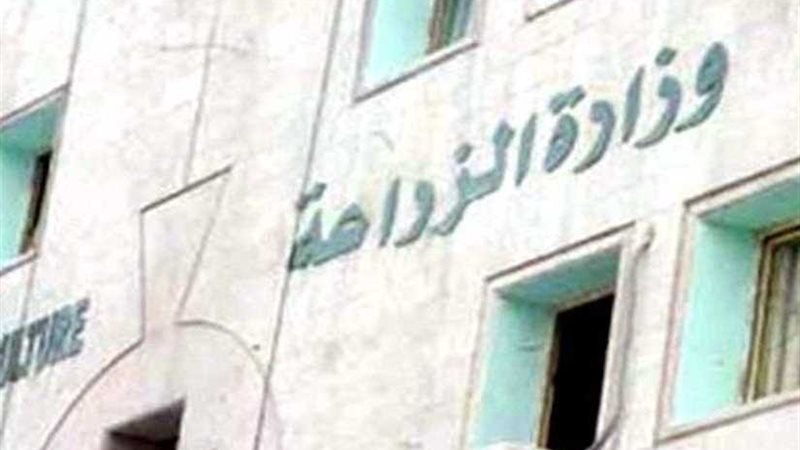 الزراعة: صادرات البصل