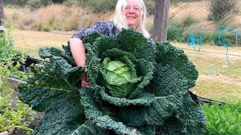 كرنبة بحجم رجل كبير