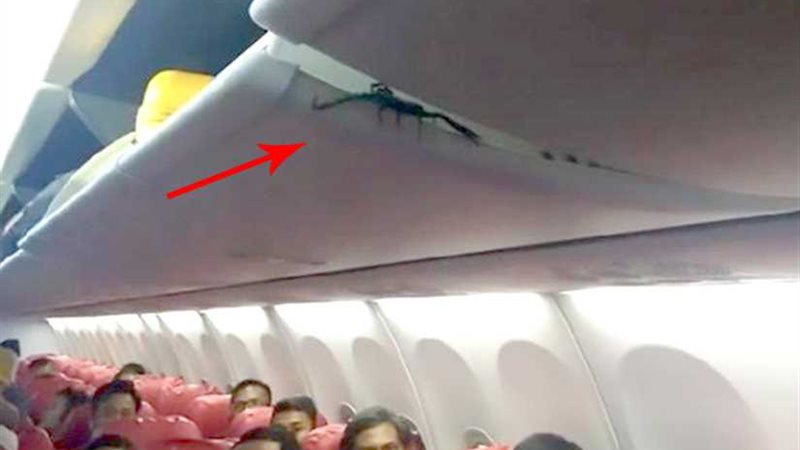 عقرب سام يثير الرعب